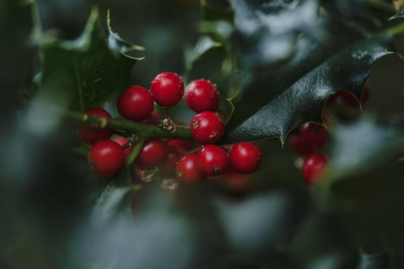 Cranberry